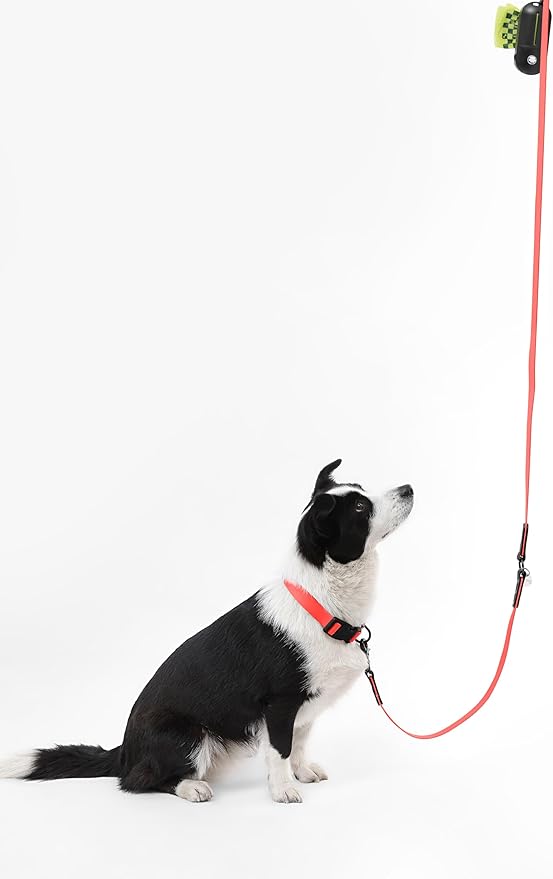 WLK1006M-5SET Luna Large 8FT Adjustable 6-in-1 Waterproof Hands-Free Leash and Collar with LED Flashlight, Bag Dispenser, and Poop Bag Holder, Shirley