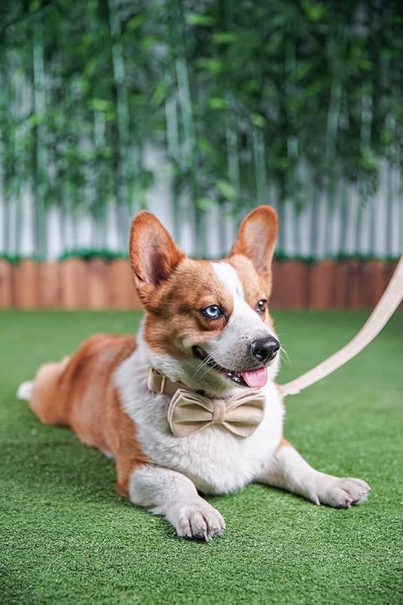 Dog Collar Custom Personalized Engraved Name and Phone Number for Puppy Small Medium Large Pets (S, Nude)