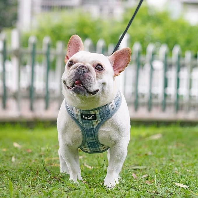 PUPTECK Soft Mesh Dog Harness and Leash Set Pet Puppy Cat Comfort Padded Vest No Pull Harnesses, Sky Blue, M