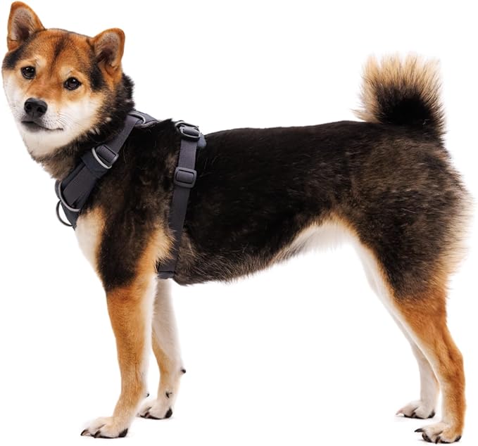 Ruffwear, Front Range Dog Harness, Reflective Soft Padded Everyday Harness with Dual Leash Clips, Adjustable and Lightweight Fit for Training or Walking for All Dogs, Blaze Orange, Large/X-Large