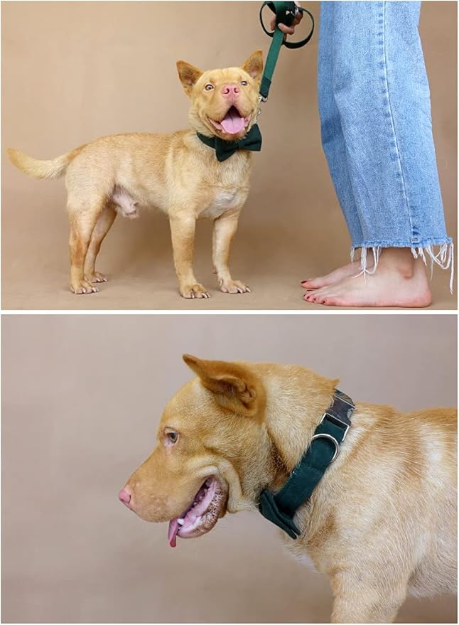 Dog Collar Custom Personalized Engraved Name and Phone Number for Puppy Small Medium Large Pets (S, Green)