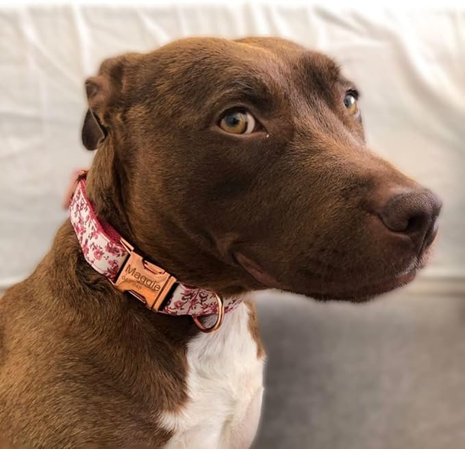 Custom Dog Collar with Metal Buckle - Pet Collars Personalized with Name and Phone Number (Floral)