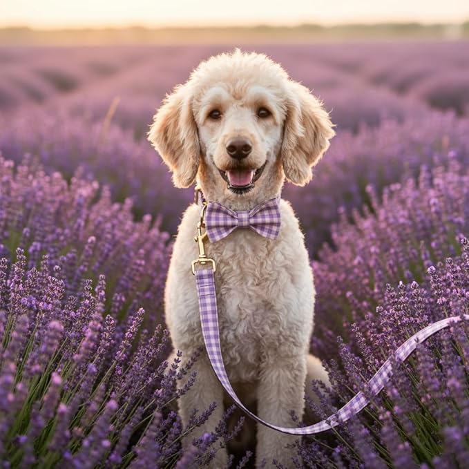 PETDURO Personalized Dog Collar Purple Gingham Plaid for Large Medium Dogs | Engraved Name and Phone Number on Gold Metal Buckle for Girls | Add Leash & Bow Tie via Customize Now