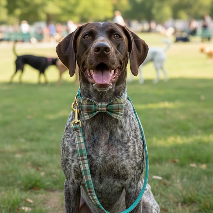PETDURO Personalized Dog Collar Teal Brown Plaid for Large Medium Dogs | Engraved Name and Phone Number on Gold Metal Buckle for Boys & Girls | Add Leash & Bow Tie via Customize Now