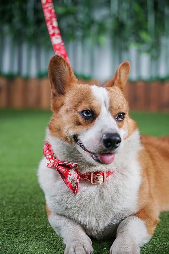 Custom Dog Collar with Metal Buckle - Pet Collars Personalized with Name and Phone Number (Floral)