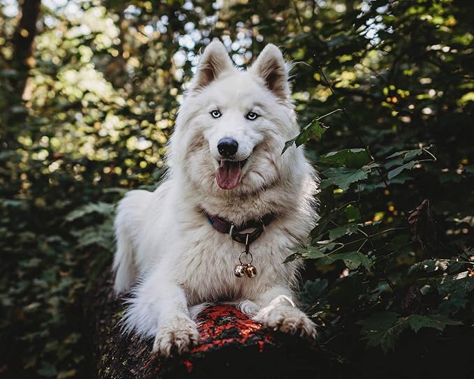 Beau's Bells 2 Extra Loud Cat & Dog Bells | Pet Tracker | Save Birds & Wildlife | Luxury Handmade Copper (Large)