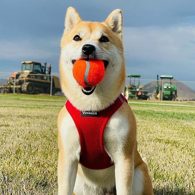 Voyager Step-in Air Cat Harness - All Weather Mesh Step in Vest Harness for Small and Medium Cats by Best Pet Supplies - Harness Leash Set (Red), XXS