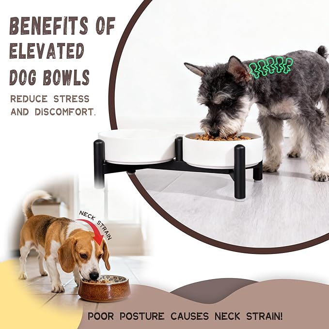 Raised Ceramic Dog Bowl Set - Elevated Double Dishes with Stainless Steel Stand - Food and Water Bowls for Small Dogs and Indoor Cats - Each Holds 2.1 Cups (14 fl oz) - White