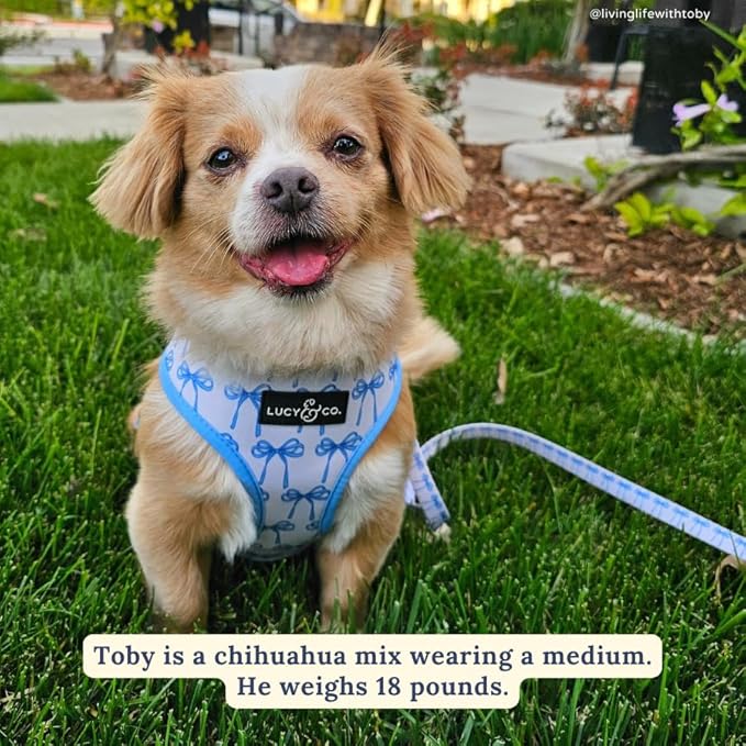 Lucy & Co. Cute Reversible Dog Harness Walking Halter - Best Designer Pet Harnesses for XS - XL Dogs - Padded Adjustable Vest for Easy Walking (Large, Purple Green Floral Checker)