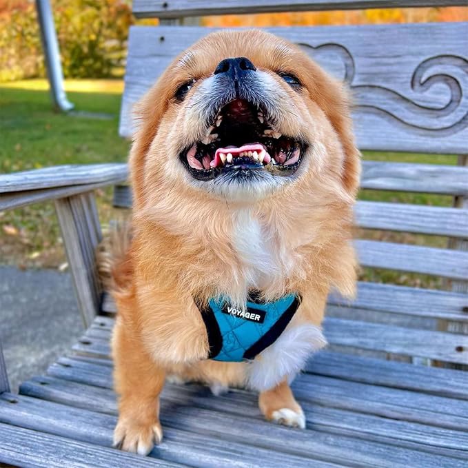 Best Pet Supplies - All Weather Mesh/Plush, Reflective, No Pull Harness for Small, Medium Dogs, Cats - Secure with Hook & Loop Fastener, Buckle, Double D-Rings - Turquoise Plush, M