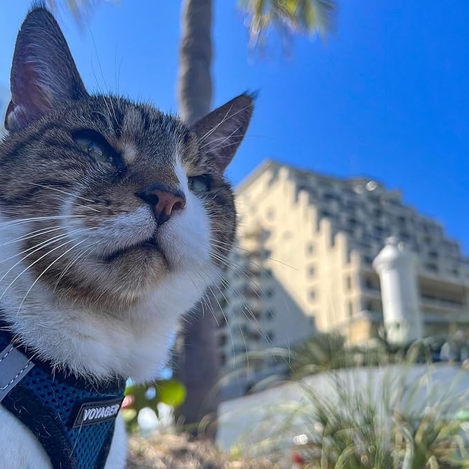 Voyager Step-in Air All Weather Mesh Harness and Reflective Dog 5 ft Leash Combo with Neoprene Handle, for Small, Medium and Large Breed Puppies by Best Pet Supplies - Royal Blue/Black Trim, Small