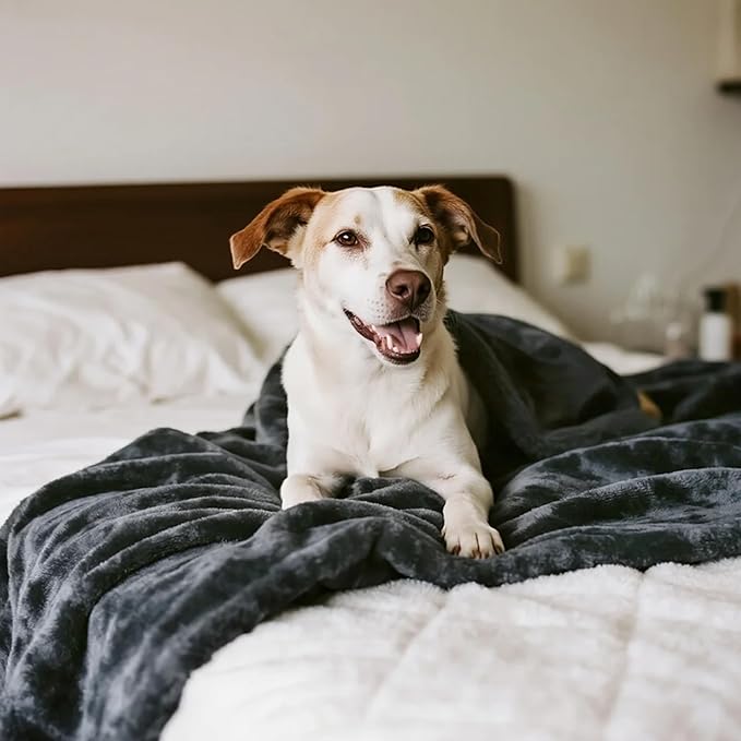 gogobunny Waterproof Bed Blanket, Reversible Sherpa Fleece Throw Blanket for Dog Puppy Cat, Furniture Cover Protects Bed Couch Sofa from Liquid Pee and Pet Fur (Dark Grey, 90x108 inches)