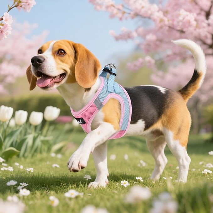 PUPTECK Dog Harness and Leash Set for Small Medium Dogs No Pull Step-in Soft Mesh Puppy Cat Vest Harnesses Reflective at Night, Pink & Blue, M