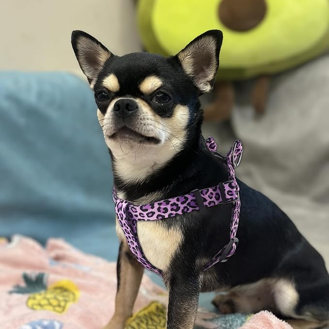 QQPETS Dog Harness Leash Set Adjustable Heavy Duty No Pull Halter Harnesses for Small Medium Large Breed Dogs Back Clip Anti-Twist Perfect for Walking