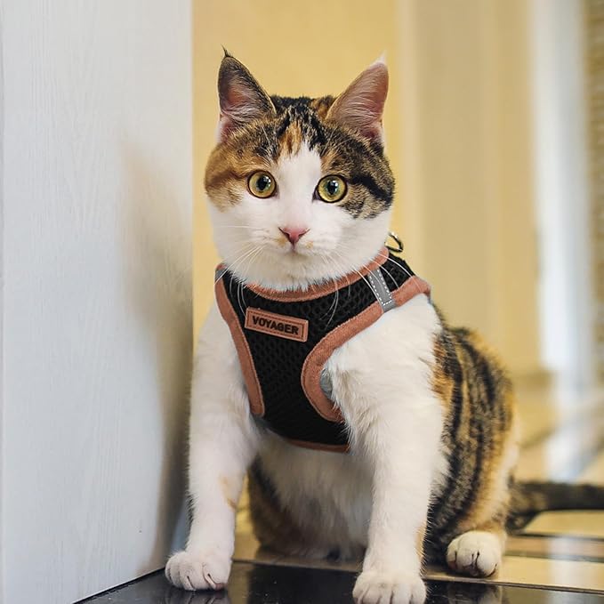 Voyager Step-in Air All Weather Mesh Harness and Reflective Dog 5 ft Leash Combo with Neoprene Handle, for Small, Medium and Large Breed Puppies by Best Pet Supplies - Black/Orange Trim, X-Small