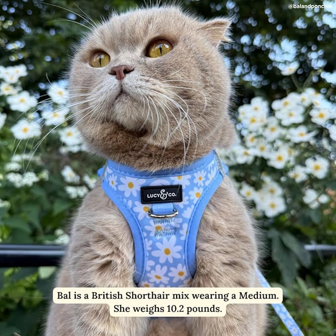 Lucy & Co. Simply Splendid Step-in Cat Harness & Leash Bundle – Reflective, Breathable & Adjustable Harness for Cats, Kittens & Small Dogs, Lightweight & Secure and Dual Leash Clips – X-Small