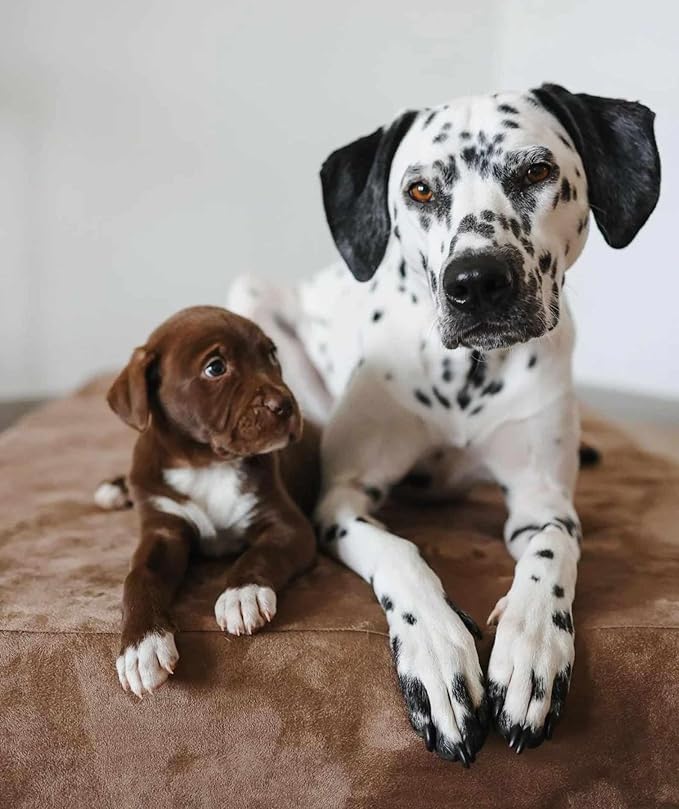 Barker Beds XL Orthopedic Dog Bed - 7" Memory Foam Mattress - 75-120 lbs - Joint Pain & Arthritis Support - Vet Recommended, Washable Cover - Made in USA - 52"x36"x7" - Khaki