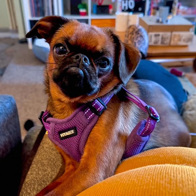 Best Pet Supplies Voyager Mesh Dog Breathable Harness Reflective Stitching, All Weather Adjustable for Walking Training, or Running - Heavy Duty & Durable, Harness Leash Set (Purple), XL