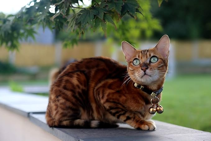 Beau's Bells 2 Extra Loud Cat & Dog Bells | Pet Tracker | Save Birds & Wildlife | Luxury Handmade Copper (Small)