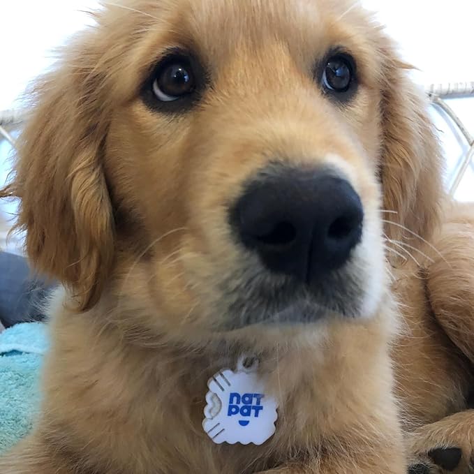 NATPAT Pet Zen Calming Patches + Pet Locket for Dogs and Cats - Non-Medicated Effective Stress Relief Patches with Safe, Durable Locket