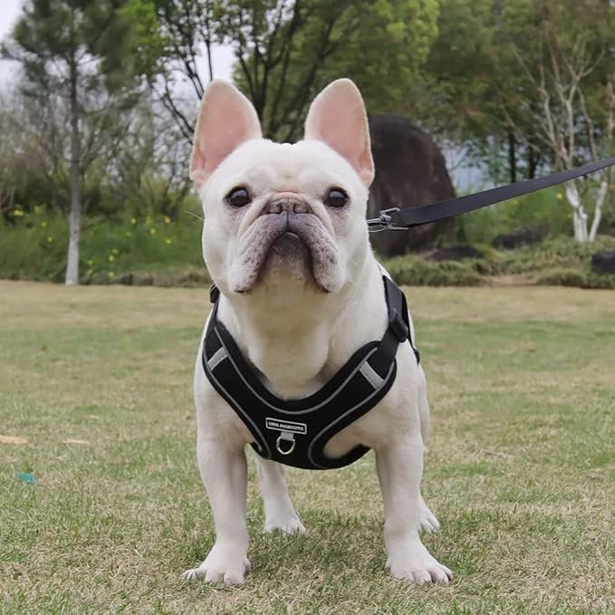 Dog Harness and Leash Set, Adjustable Triangle, Reflective Adjustable Puppy Vest, No Pull Soft Mesh Harness for Small, Medium Dogs, Cats (Black, M)