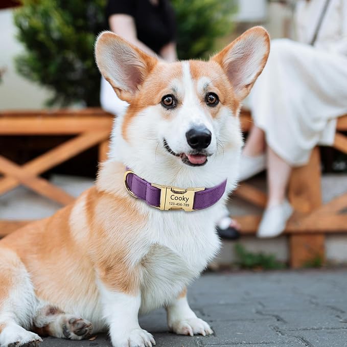 Velvet Personalized Dog Collar with Name - Customizable Dog Collar with Quick Release Metal Buckle - Leash and Bow Tie Available (Pastel Purple, M)