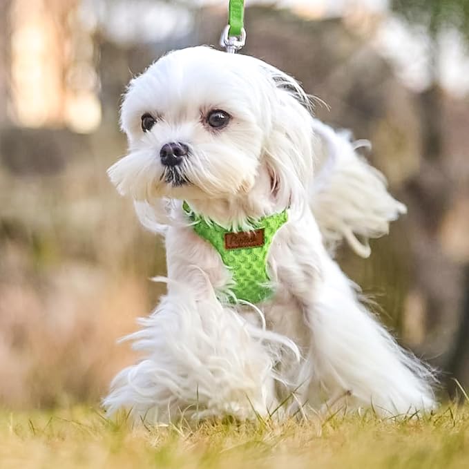 PUPTECK Dog Harness and Leash Set Small Sized, Step-in Cute Puppy Harness, Soft Lightweight Padded Vest, Escape Proof No Pull Pet Harnesses Easy for Walking, Green, M