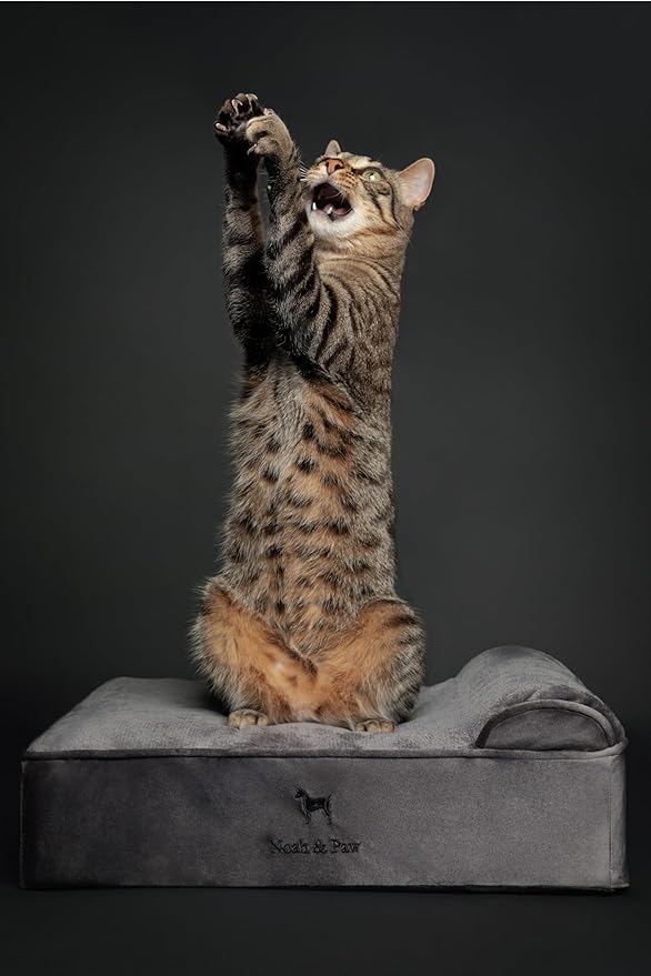 NOAH & PAW Small Dog Bed, 20x15x6.5 Inch, Cat Bed for Indoor Cats, Orthopedic Eggshell Memory Foam Infused with Cooling Gel, Waterproof, Machine Washable, Includes Inner Cover (Velvet Collection)