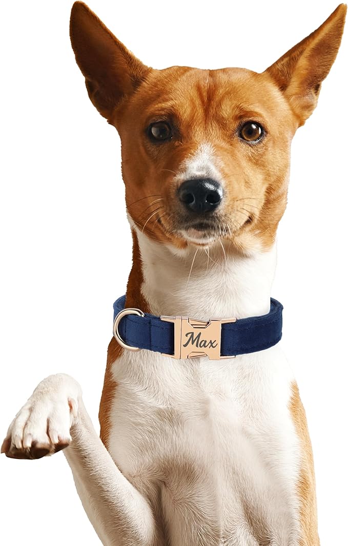 Velvet Harness Set, Gift for Pet Owners, Custom Dog Collar Personalized with Name and Phone Number, Custom Collar and Leash for Dogs, Engraved Metal Buckle Collar (X-Small)