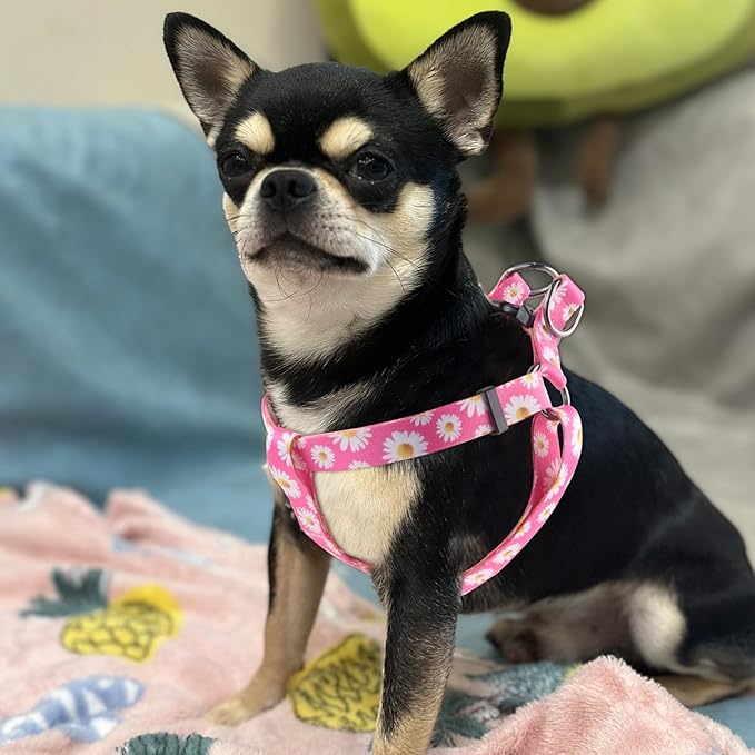 QQPETS Dog Harness Leash Set Adjustable Heavy Duty No Pull Halter Harnesses for Small Medium Large Breed Dogs Back Clip Anti-Twist Perfect for Walking (S(14"-20" Chest Girth), Daisy)