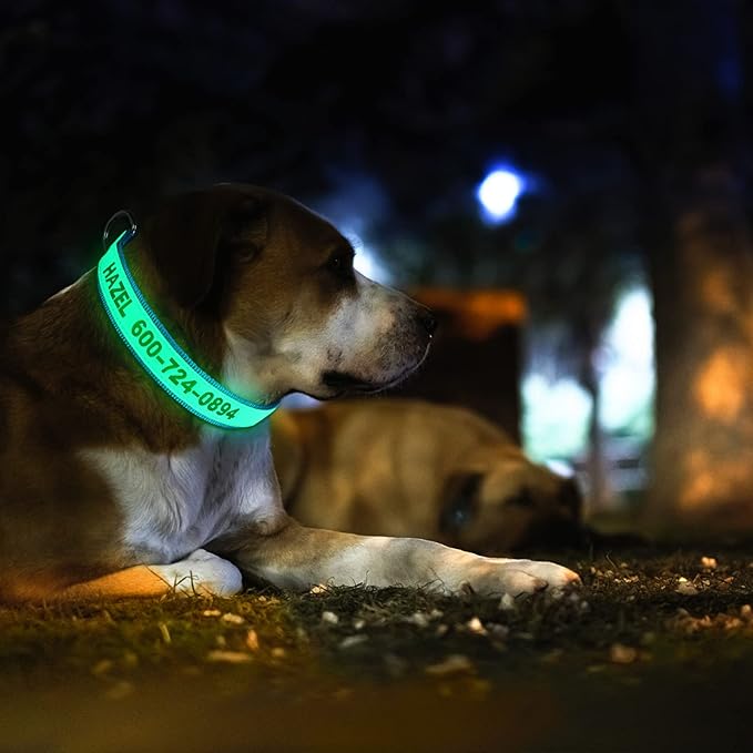 Personalized Reflective Dog Collars, Custom Glowing Luminous ID Collar Embroidered Name and Phone Number 4 Adjustable Sizes X-Small Small Medium Large for Boy and Girl Dogs (Fluorescent Glow)