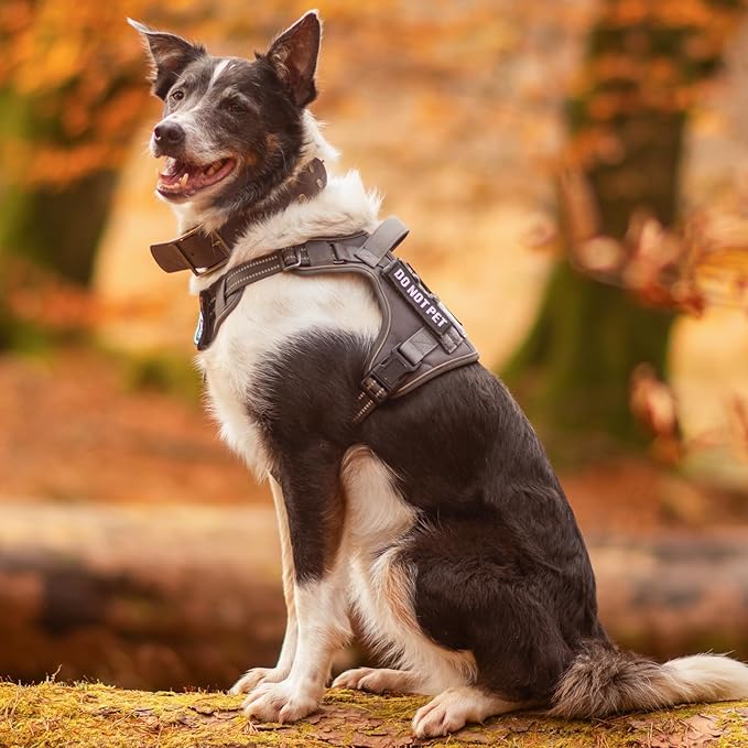 rabbitgoo Dog Harness Small Sized No Pull, Tactical Service Pet Vest with Molle and Control Handle, Adjustable and Reflective Military Harness for Easy Walking and Training, Rose Red, S