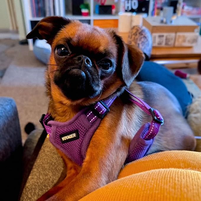 Best Pet Supplies Voyager Mesh Dog Breathable Harness Reflective Stitching, All Weather Adjustable for Walking Training, or Running - Heavy Duty & Durable, Harness (Purple), XS