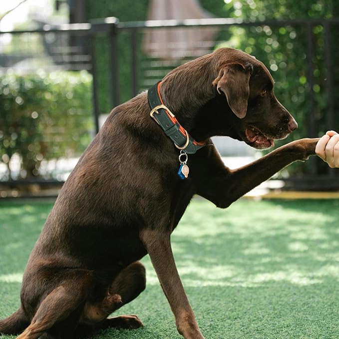 Personalized PU Leather Dog Collar with Custom Bronze Nameplate, Multi-Color, Soft Neoprene, Vintage Bronze Accessories, Optional Leash (Gary, XS (8-11 Inches))
