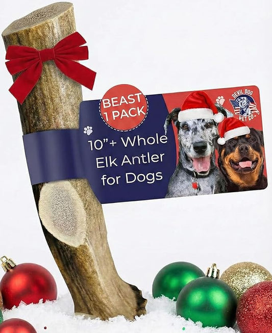 Devil Dog Pet Co. Elk Antlers for Dogs, Beast 10"+, 1 Pack, Grade A Long Lasting Chew for Aggressive Chewers, Premium USA Naturally Shed Antler – Healthy, No Odor, Durable Dog Chew