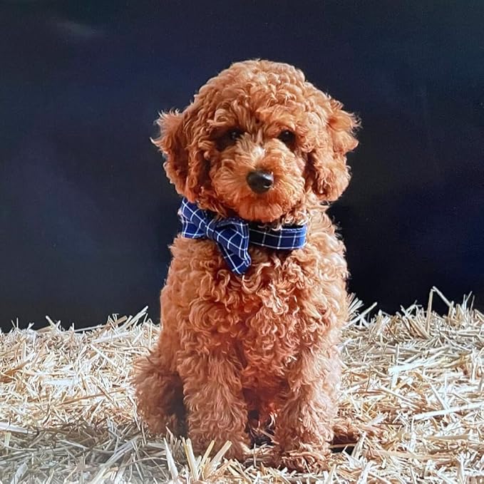 Custom Dog Collar with Metal Buckle - Pet Collars Personalized with Name and Phone Number (Plaid)