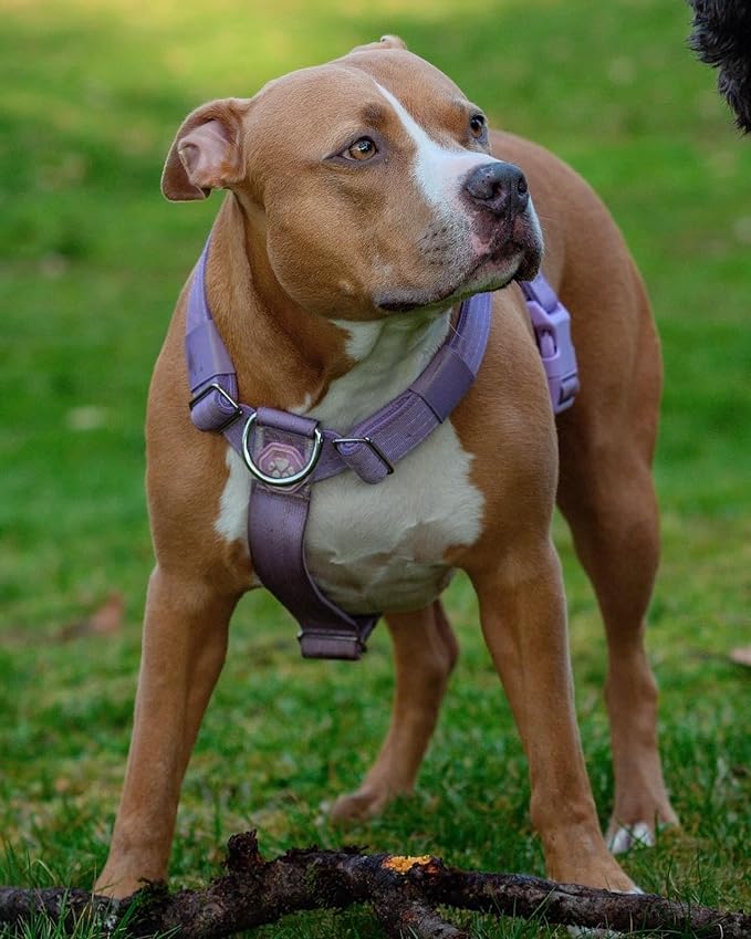 Spark Paws No Pull Dog Harness for Large Dogs, Heavy Duty Dog Harness for Big Strong Breeds, Adjustable, Y Shaped Padded Halter Design with Front Clip - Purple - Large