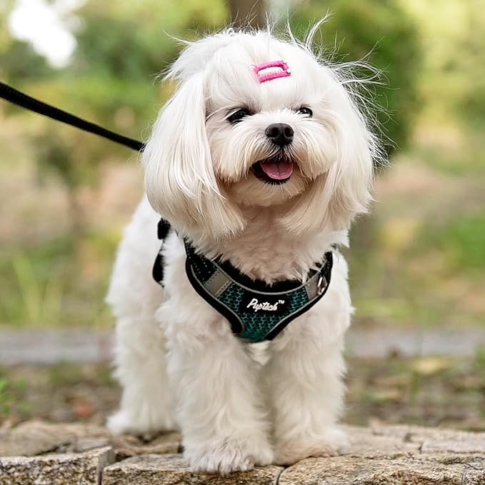 PUPTECK Dog Harness and Leash Set Small Sized, Step in No Pull Adjustable Puppy Cat Harness Reflective Pet Vest