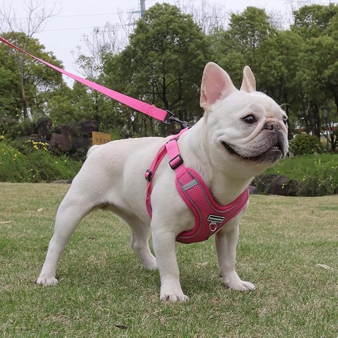 Dog Harness and Leash Set, Adjustable Triangle, Reflective Adjustable Puppy Vest, No Pull Soft Mesh Harness for Small, Medium Dogs, Cats (Fuchsia, S)