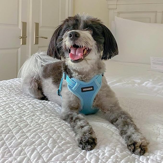 Best Pet Supplies Voyager Mesh Dog Breathable Harness Reflective Stitching, All Weather Adjustable for Walking Training, or Running - Heavy Duty & Durable, Harness (Baby Blue), XS