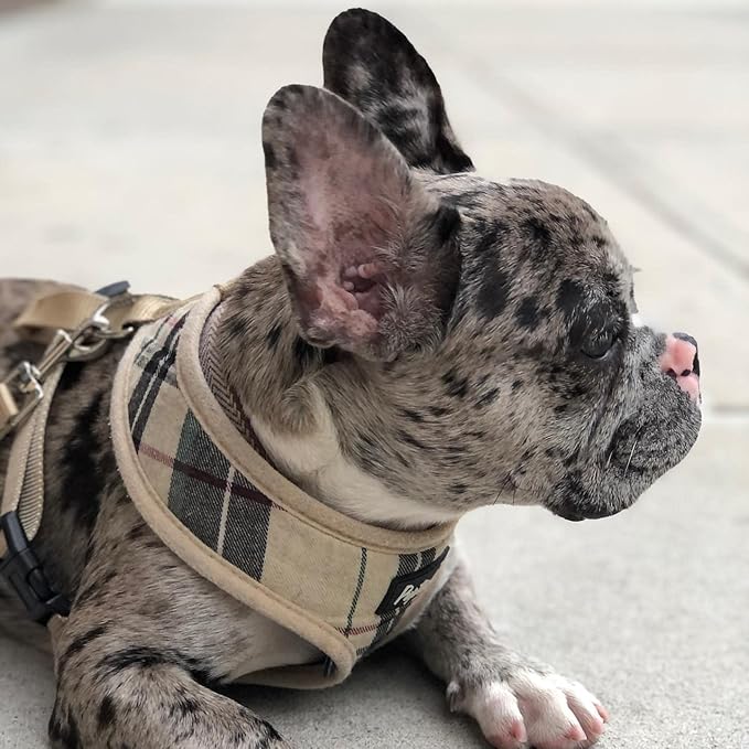 PUPTECK Soft Mesh Dog Harness Small Sized and Leash Set Pet Puppy Cat Comfort Padded Vest No Pull Harnesses, Beige, S