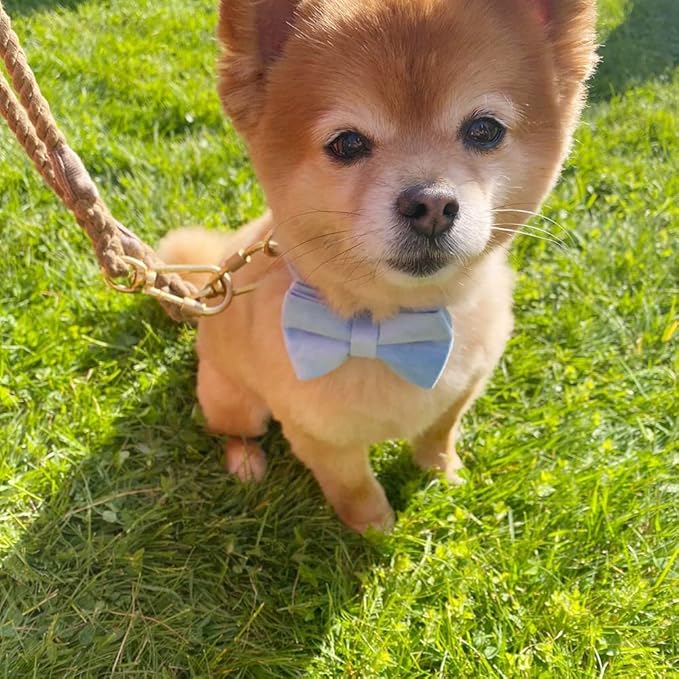 Custom Dog Collar with Metal Buckle - Pet Collars Personalized with Name and Phone Number (Velvet Style1)