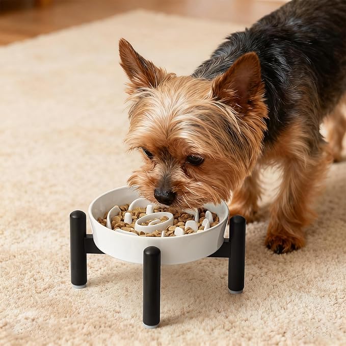 Elevated Slow Feeder Dog Bowl - Ceramic Maze Dog Food Bowl with Stainless Stand - Raised Slow Feeder for Small Breeds to Control Eating Speed - 6.3 Inch - 0.8 Cups (80g) - White