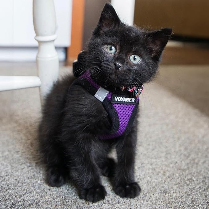 Voyager Step-in Air All Weather Mesh Harness and Reflective Dog 5 ft Leash Combo with Neoprene Handle, for Small, Medium and Large Breed Puppies by Best Pet Supplies - Purple/Black Trim, Large