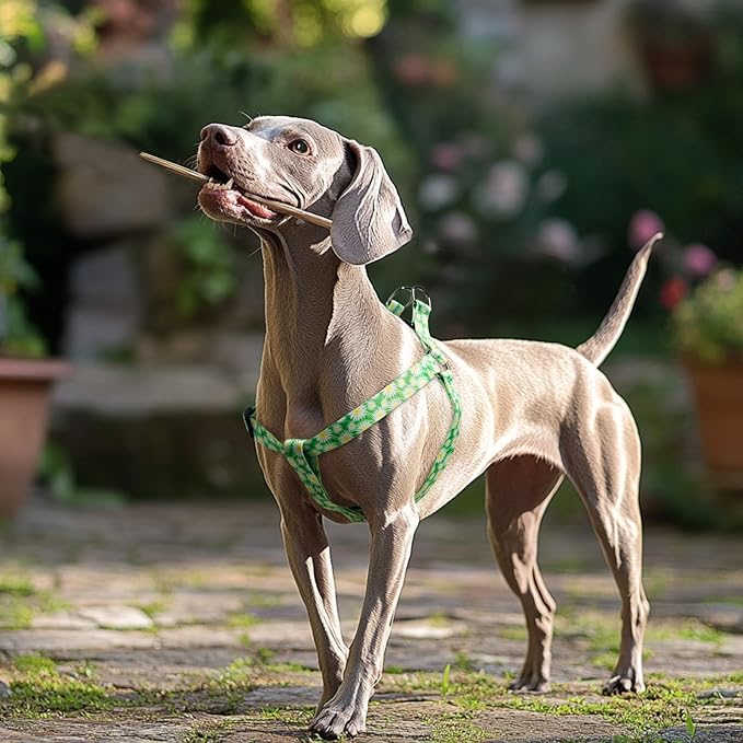 QQPETS Dog Harness Leash Set Adjustable Heavy Duty No Pull Halter Harnesses for Small Medium Large Breed Dogs Back Clip Anti-Twist Perfect for Walking