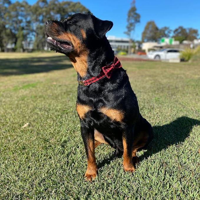 Custom Dog Collar with Metal Buckle - Pet Collars Personalized with Name and Phone Number (Plaid)