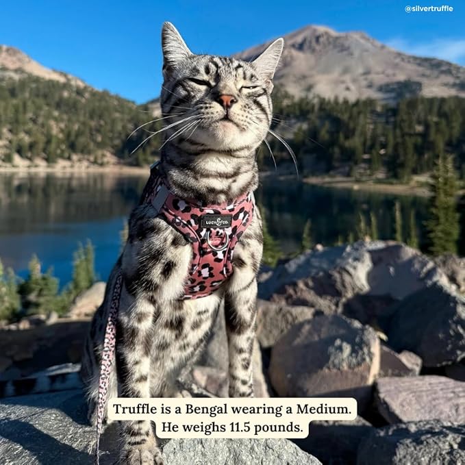 Lucy & Co. Wild Side Step-in Cat Harness & Leash Bundle – Reflective, Breathable & Adjustable Harness for Cats, Kittens & Small Dogs, Lightweight & Secure and Dual Leash Clips – Large