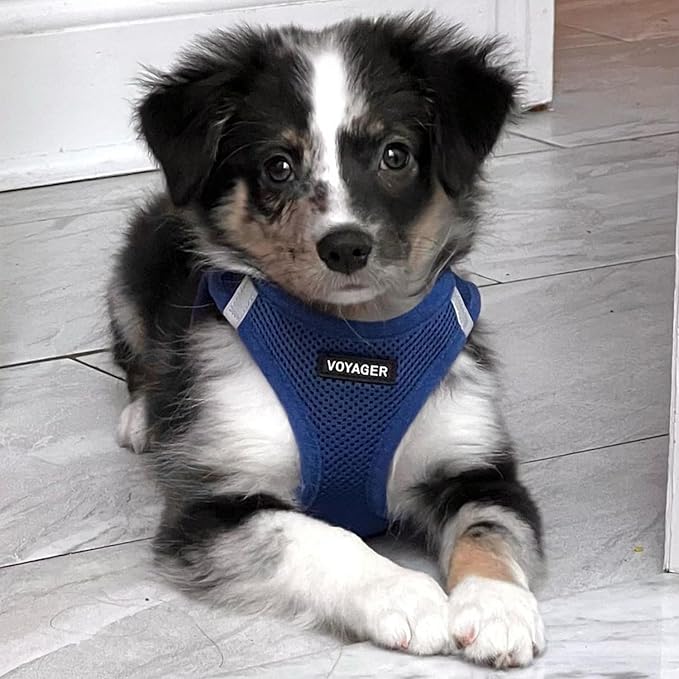 Voyager Step-in Air All Weather Mesh Harness and Reflective Dog 5 ft Leash Combo with Neoprene Handle, for Small, Medium and Large Breed Puppies by Best Pet Supplies - Set (Royal Blue), S