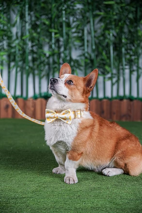 Custom Dog Collar with Metal Buckle - Pet Collars Personalized with Name and Phone Number (Fruit)