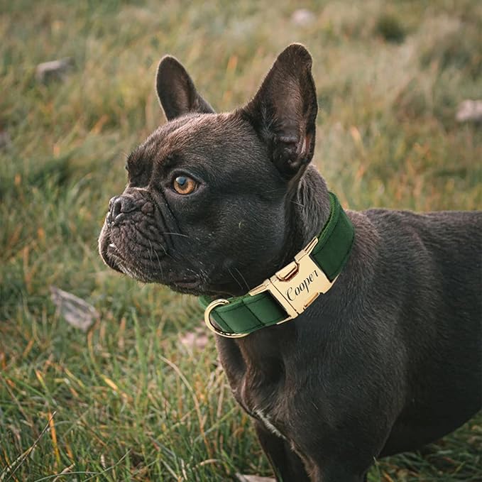 Personalized Velvet Dog Collar with Name & Phone, Multi-Color Options, Metal Quick-Release Buckle, Soft & Stylish (Style-C)
